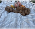 Small #12 Golden Retriever
