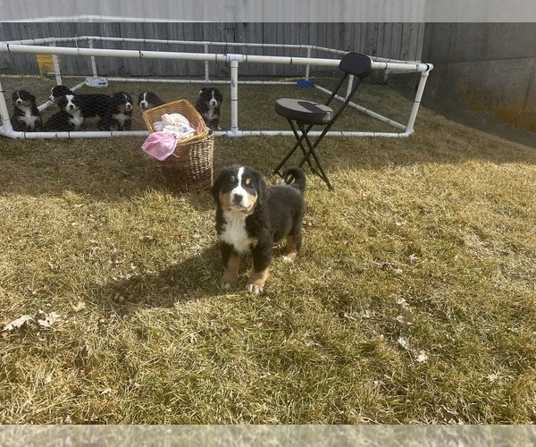 Medium Photo #6 Bernese Mountain Dog Puppy For Sale in ATHENS, WI, USA