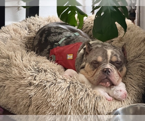 Medium Photo #13 American Bully Puppy For Sale in PORTLAND, OR, USA