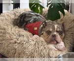 Small Photo #13 American Bully Puppy For Sale in PORTLAND, OR, USA