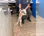 Small #3 Labrador Retriever Mix