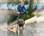 Small #1 Mastiff Mix
