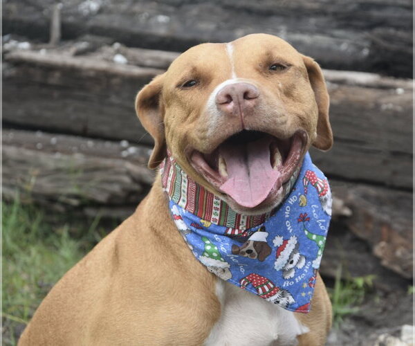 Medium Photo #9 American Staffordshire Terrier-Unknown Mix Puppy For Sale in Sanford, FL, USA