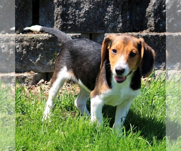 Medium Photo #1 Beagle Puppy For Sale in RICHLAND, PA, USA