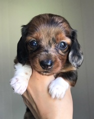 Dachshund Puppy for sale in PERU, IL, USA