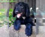 Puppy Newton Sheepadoodle