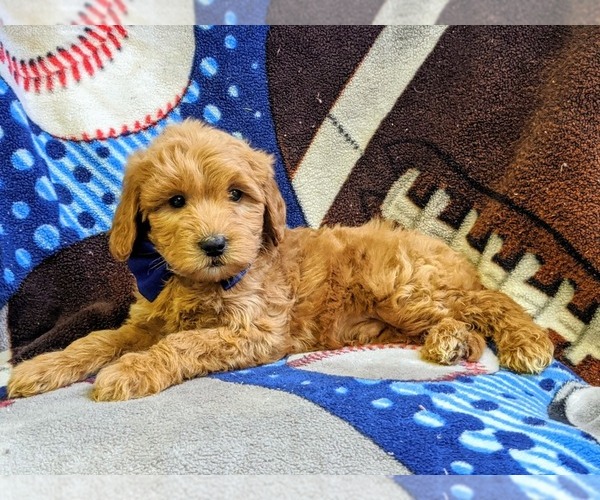 Medium Photo #5 Goldendoodle-Poodle (Miniature) Mix Puppy For Sale in NEW PROVIDENCE, PA, USA