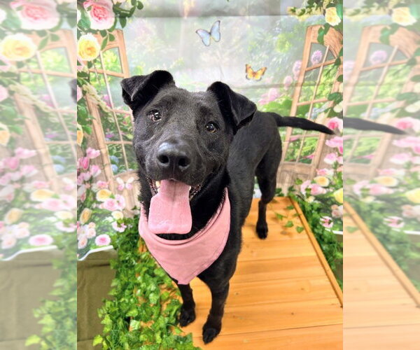 Medium Photo #2 Labrador Retriever-Unknown Mix Puppy For Sale in Bryant, AR, USA