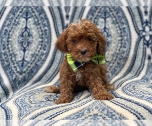 Cavapoo Puppy for sale in LAKELAND, FL, USA