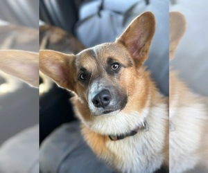 Father of the Pembroke Welsh Corgi puppies born on 03/27/2025