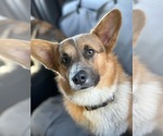 Small Photo #1 Pembroke Welsh Corgi Puppy For Sale in ROMOLAND, CA, USA