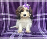 Small #7 ShihPoo