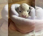 Small Photo #7 Cavapoo Puppy For Sale in LAFAYETTE, TN, USA