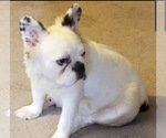 Small Photo #1 French Bulldog Puppy For Sale in FLORENCE, OR, USA