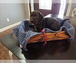 Puppy Plad Great Dane