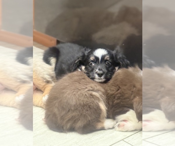 Medium Photo #3 Miniature Australian Shepherd Puppy For Sale in FORT MYERS, FL, USA