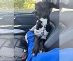 Small Labrador Retriever Mix