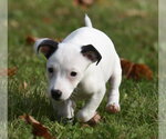 Small Photo #11 Jackshund Puppy For Sale in Mechanicsburg, PA, USA