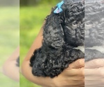 Small Goldendoodle