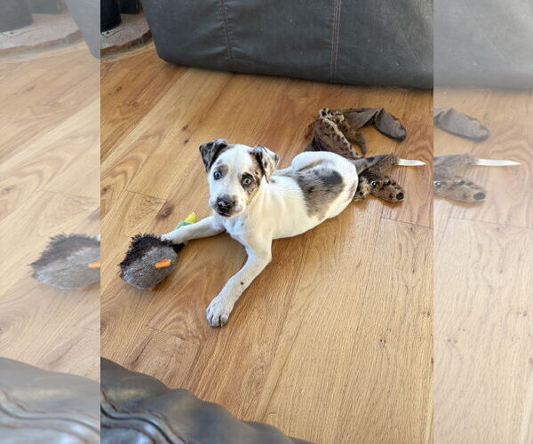 Medium Photo #2 Mutt Puppy For Sale in Aurora, CO, USA