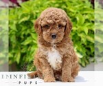Small Cavapoo