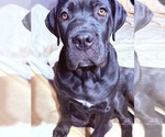 Puppy Zara Cane Corso
