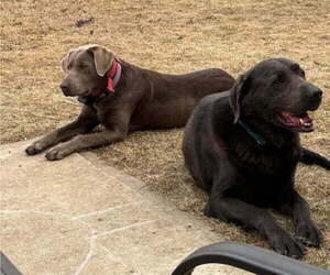 Mother of the Labrador Retriever puppies born on 05/14/2025