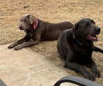 Small Photo #1 Labrador Retriever Puppy For Sale in GARVIN, MN, USA