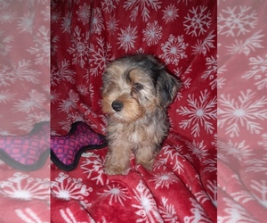 Poodle (Toy)-YorkiePoo Mix Puppy for sale in SHELBY, NC, USA