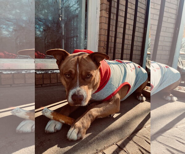 Medium Photo #3 American Staffordshire Terrier-Unknown Mix Puppy For Sale in Holly Springs, NC, USA