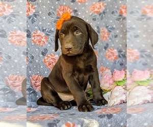 Labrador Retriever Puppy for sale in KINZERS, PA, USA