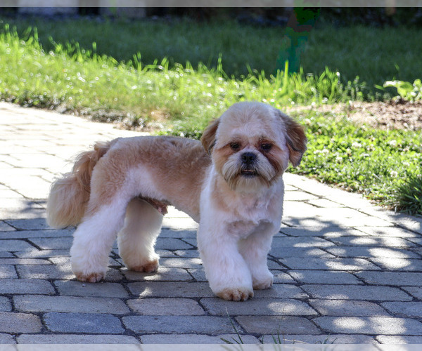 Medium Photo #3 Shih Tzu Puppy For Sale in SYRACUSE, IN, USA
