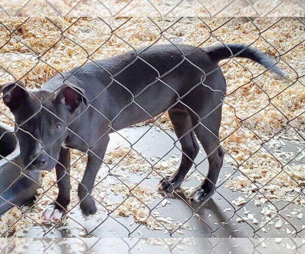 Medium Photo #3 Labrador Retriever-Unknown Mix Puppy For Sale in Mountain View, MO, USA