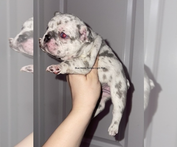 Medium Photo #4 French Bulldog Puppy For Sale in NEWNAN, GA, USA