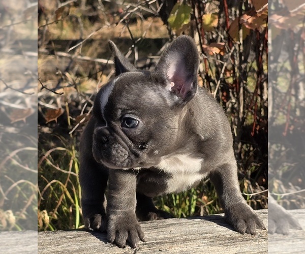 Medium Photo #6 French Bulldog Puppy For Sale in CUSICK, WA, USA
