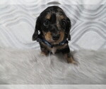 Small Photo #1 Dachshund Puppy For Sale in HAWESVILLE, KY, USA