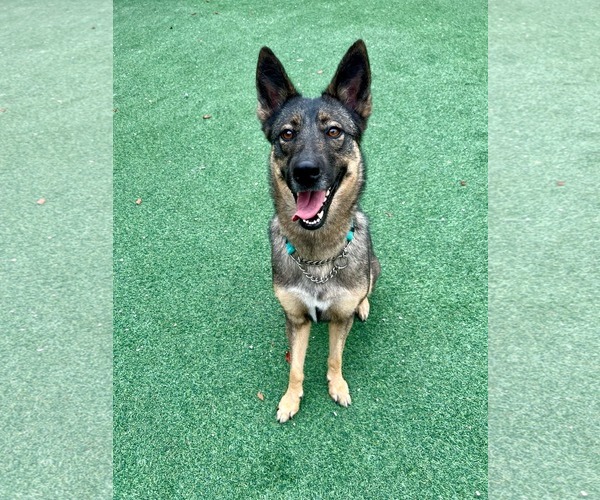 Medium Photo #7 German Shepherd Dog Puppy For Sale in Plantation, FL, USA