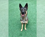 Small #6 German Shepherd Dog