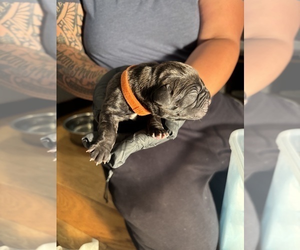Medium Photo #16 Cane Corso Puppy For Sale in CASTRO VALLEY, CA, USA