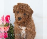 Small #3 Poochon