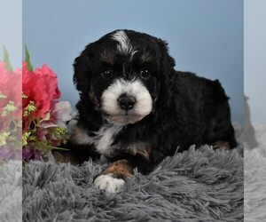 Aussiedoodle Miniature  Puppy for sale in SUNBURY, PA, USA