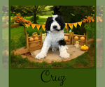 Small #1 Bernedoodle