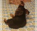 Small Photo #14 Yorkshire Terrier Puppy For Sale in NEVADA, TX, USA