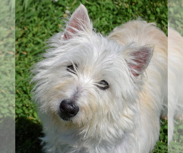 Medium Photo #5 Cairn Terrier-Unknown Mix Puppy For Sale in Huntley, IL, USA