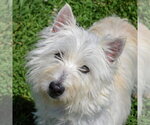 Small #4 Cairn Terrier Mix
