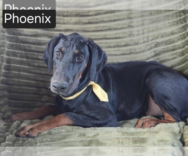 Medium Photo #2 Doberman Pinscher Puppy For Sale in POMEROY, OH, USA