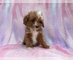 Small #10 Cavapoo (Standard)