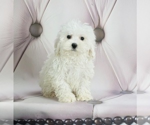 Medium Maltese-Poodle (Toy) Mix