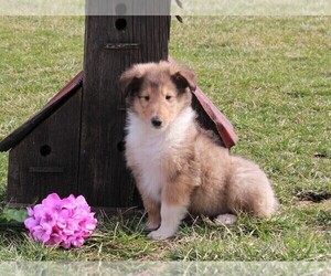 Collie Puppy for sale in FREDERICKSBURG, OH, USA