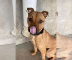 Small #6 American Pit Bull Terrier Mix